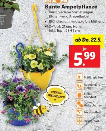 Lidl Bunte Ampelpflanze Angebot