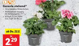 Lidl Geranie stehend Angebot