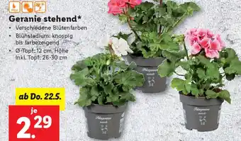 Lidl Geranie stehend Angebot