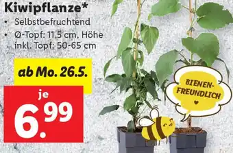 Lidl Kiwipflanze Angebot