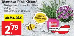 Lidl Dianthus Pink Kisses Angebot