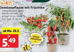 Lidl Gemüsepflanze mit Früchten Angebot