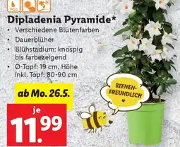 Lidl Dipladenia Pyramide Angebot