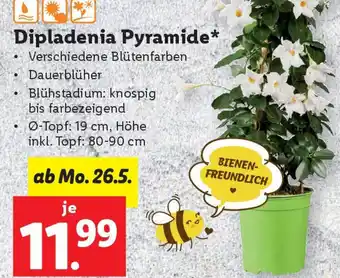 Lidl Dipladenia Pyramide Angebot