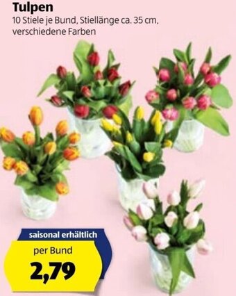 Hofer Tulpen Angebot