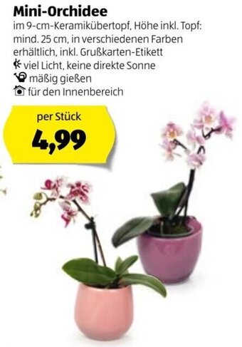 Hofer Mini Orchidee Angebot