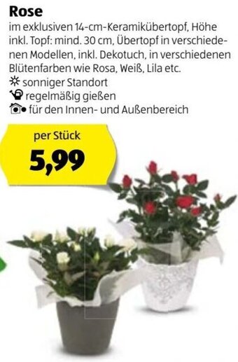 Hofer Rose Angebot