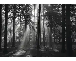 Hornbach Fototapete Papier Forrest Metalleffekt 350 x 260 cm Angebot