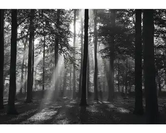 Hornbach Fototapete Papier Forrest Metalleffekt 350 x 260 cm Angebot