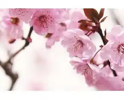Hornbach Fototapete Papier 97702 Cherry blossom Metalleffekt 7-tlg. 350 x 260 cm Angebot
