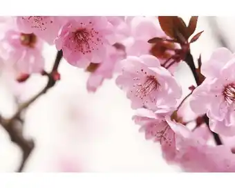 Hornbach Fototapete Papier 97702 Cherry blossom Metalleffekt 7-tlg. 350 x 260 cm Angebot
