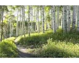 Hornbach Fototapete Papier 97703 Birchforrest Metalleffekt 7-tlg. 350 x 260 cm Angebot
