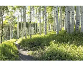Hornbach Fototapete Papier 97703 Birchforrest Metalleffekt 7-tlg. 350 x 260 cm Angebot