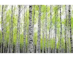 Hornbach Fototapete Papier 97707 Birch Metalleffekt 7-tlg. 350 x 260 cm Angebot