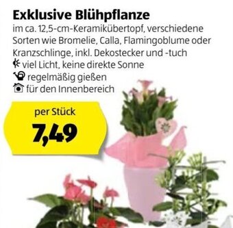 Hofer Exklusive Blühpflanze Angebot