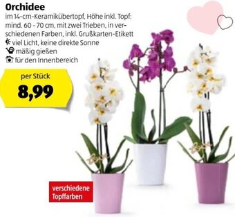 Hofer Orchidee Angebot
