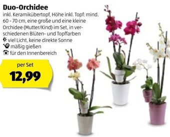 Hofer Duo Orchidee Angebot