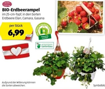 Hofer Bio Erdbeerampel Angebot