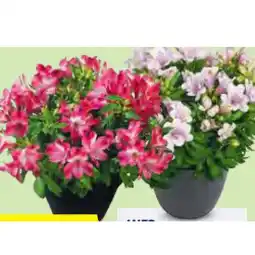 Hofer Alstroemeria versch. Blütenfarben HOFER Angebot