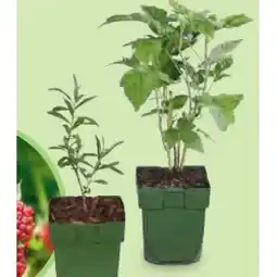Hofer Obst-/Beerenmix versch. Sorten HOFER Angebot