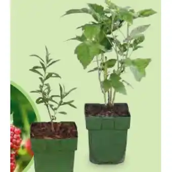 Hofer Obst-/Beerenmix versch. Sorten HOFER Angebot