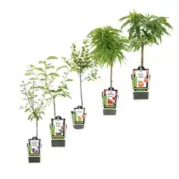 Hofer Steinobst-Sortiment versch. Sorten HOFER Angebot