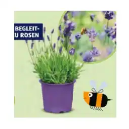 Hofer Lavendel HOFER Angebot