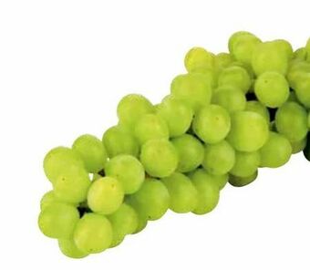 Transgourmet Trauben Angebot