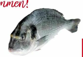 Transgourmet Goldbrasse Angebot