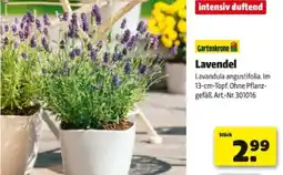 Hagebau Lavendel Angebot