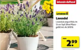 Hagebau Lavendel Angebot