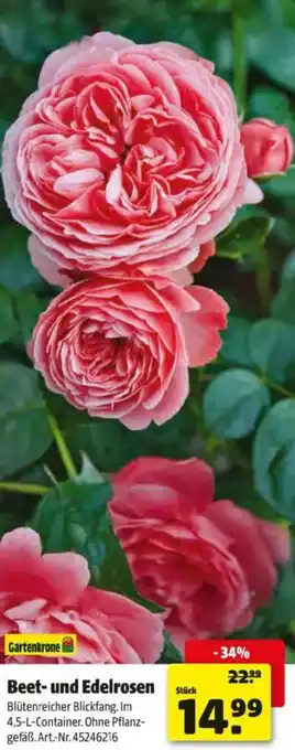 Hagebau Beet- und Edelrosen Angebot