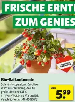 Hagebau Bio-Balkontomate Angebot