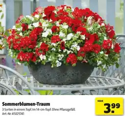 Hagebau Sommerblumen-Traum Angebot