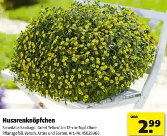 Hagebau Husarenknöpfchen Angebot