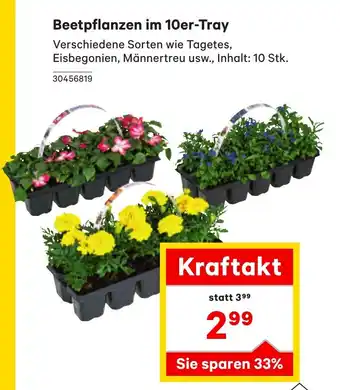 BayWa Beetpflanzen im 10er-Tray Angebot