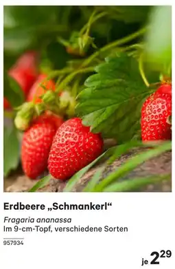 BayWa Erdbeere,,Schmankerl Angebot