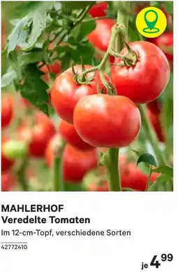 BayWa Mahlerhof veredelte tomaten Angebot