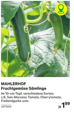 BayWa Mahlerhof fruchtgemüse sämlinge Angebot
