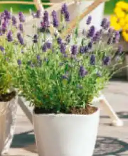 Hagebau Garten Krone Lavendel Angebot