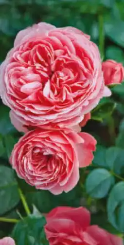 Hagebau Garten Krone Rosengarten Angebot