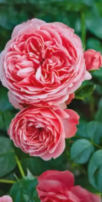 Hagebau Garten Krone Rosengarten Angebot