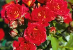 Hagebau Garten Krone Patio-Rosen Angebot