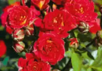 Hagebau Garten Krone Patio-Rosen Angebot
