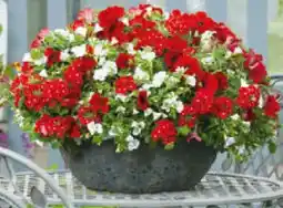 Hagebau Sommerblumen-Traum Angebot