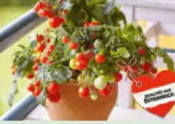 Hagebau Bio Balkontomate Angebot