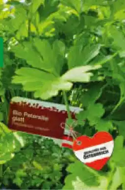 Hagebau Bio Petersilie Petroselinum crispum Angebot