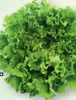 SPAR Gourmet Familie Herzog Bio Gentilina Salat Angebot