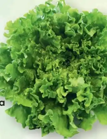 SPAR Gourmet Familie Herzog Bio Gentilina Salat Angebot