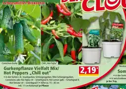 Norma Gurkenpflanze Vielfalt Mix/ Hot Peppers Chill out Angebot